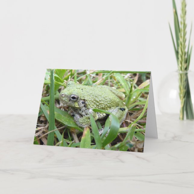 Ostgraue Treefrog Naturfotografie Karte (Vorderseite)