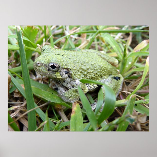 Ostgraue Treefrog Naturfotografie Poster (Vorne)