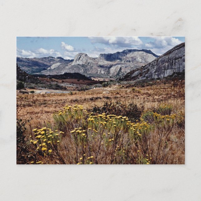 Osthochland, Blume Simbabwes Postkarte (Vorderseite)