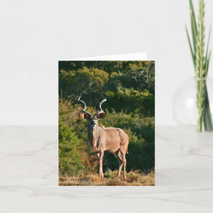 Ostkap Kudu Anmerkungskarte Karte