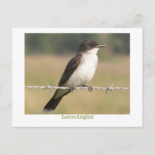 OstKingbird Postkarte (Vorderseite)