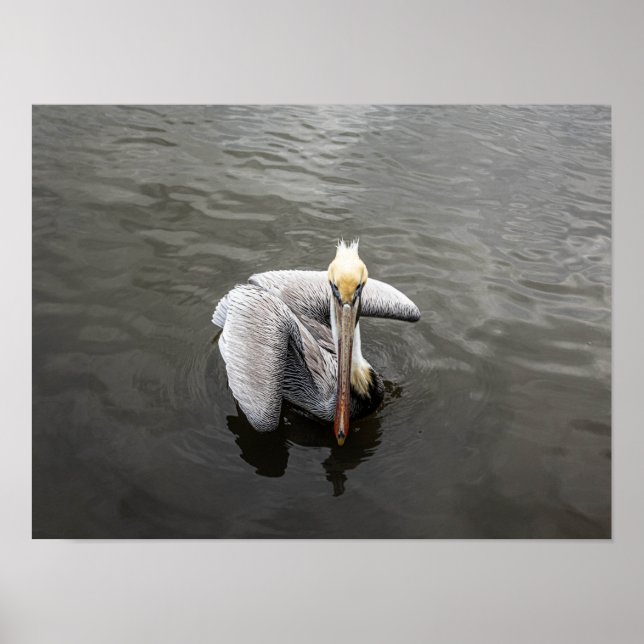 Ostküste Pelican (Matte) Poster (Vorne)