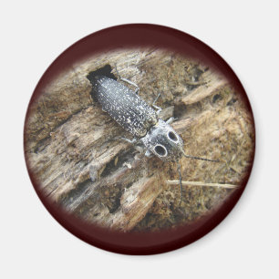 Östliche Mit Augen Elater Klicken Sie auf Käfer -  Magnet