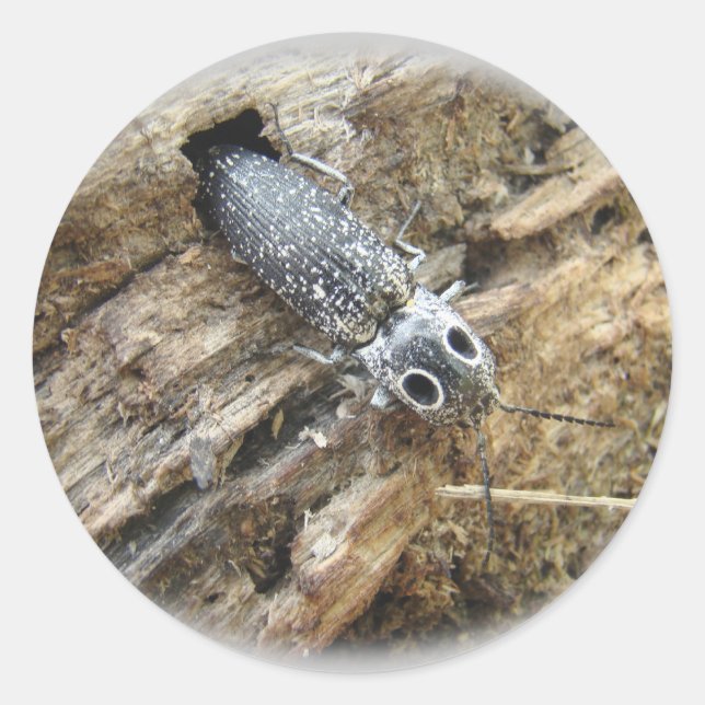 Östliche Mit Augen Elater Klicken Sie auf Käfer -  Runder Aufkleber (Vorderseite)