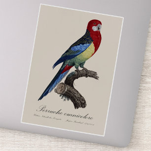 Östliche Rosella oder Platycercus eximius Sittich Aufkleber