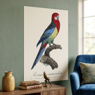 Östliche Rosella oder Platycercus eximius Sittich Poster