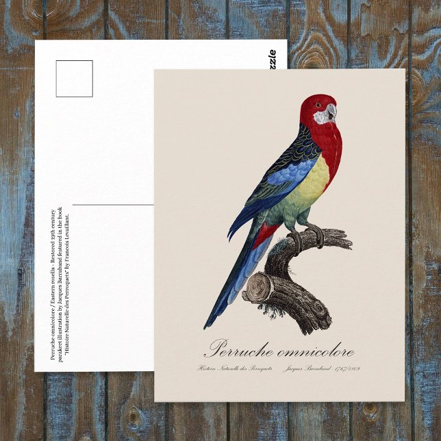 Östliche Rosella oder Platycercus eximius Sittich Postkarte (Eastern rosella or Platycercus eximius parakeet. Postcard)
