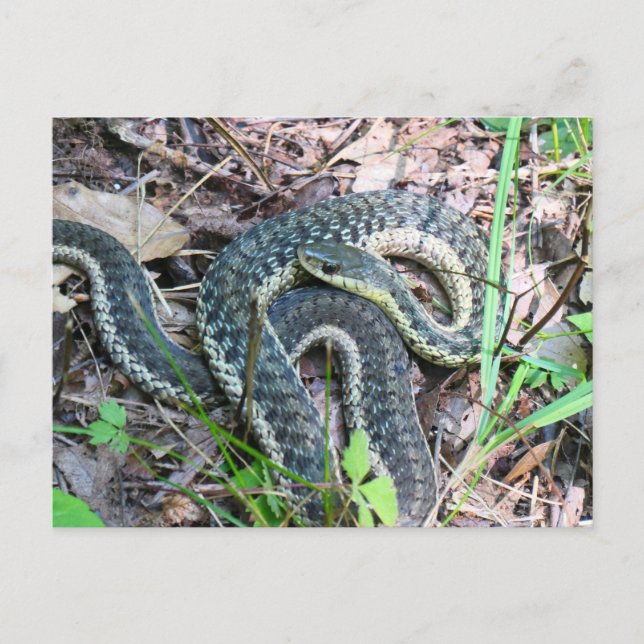 Östliche Strumpfbandnatter bei Cape Cod Postkarte (Vorderseite)