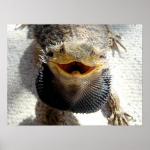 Östlicher bärtiger Drache - Pogona barbata Poster