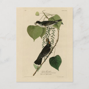 Östlicher Kingbird von Audubons Vögeln in Amerika Postkarte
