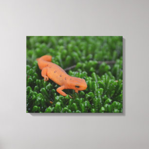 Östlicher roter gepunkteter Newt Leinwanddruck