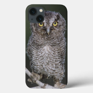 Östlicher Schreieule, Megascops asio, Otus 2 Case-Mate iPhone Hülle