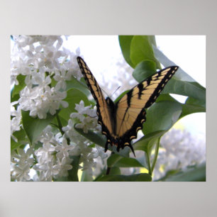 Ostlicher Tiger Frack Butterfly auf Weiße Lilac Poster