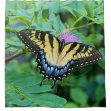 Östlicher Tigerschwalbenschmetterling