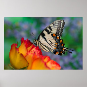 Östlicher Tigerschwanz auf einer Rose Poster