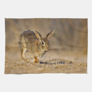 Östliches Baumwollschwanzkaninchen hoppelt Geschirrtuch