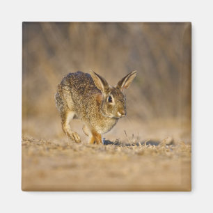 Östliches Baumwollschwanzkaninchen hoppelt Magnet