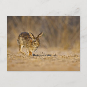 Östliches Baumwollschwanzkaninchen hoppelt Postkarte