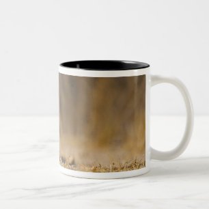 Östliches Baumwollschwanzkaninchen hoppelt Zweifarbige Tasse