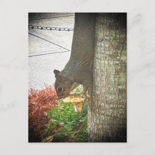 Östliches Grauhörnchen am Baumstamm Athens GA Postkarte