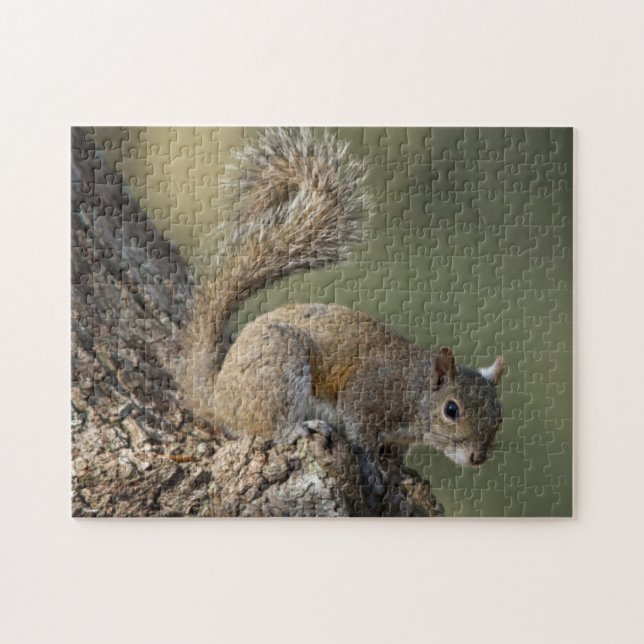 Östliches Grauhörnchen, oder Grauhörnchen (Horizontal)