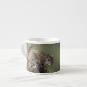 Östliches Grauhörnchen, oder Grauhörnchen Espressotasse