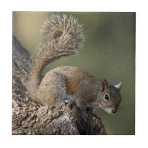 Östliches Grauhörnchen, oder Grauhörnchen Fliese