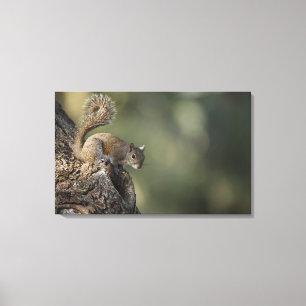 Östliches Grauhörnchen, oder Grauhörnchen Leinwanddruck