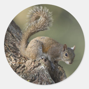 Östliches Grauhörnchen, oder Grauhörnchen Runder Aufkleber