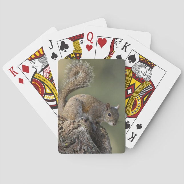Östliches Grauhörnchen, oder Grauhörnchen Spielkarten (Rückseite)