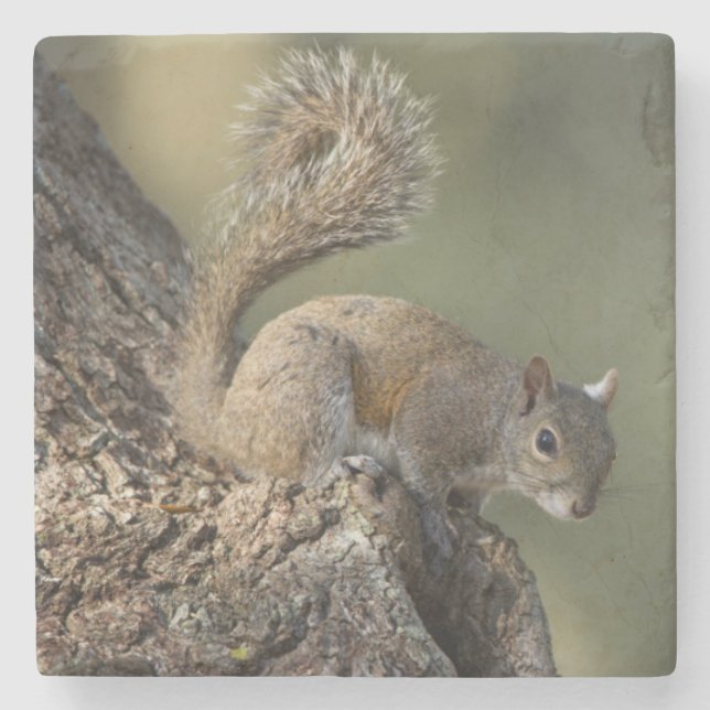 Östliches Grauhörnchen, oder Grauhörnchen Steinuntersetzer (Vorderseite)