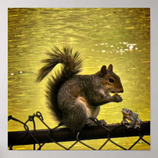 Östliches Grauhörnchen Poster