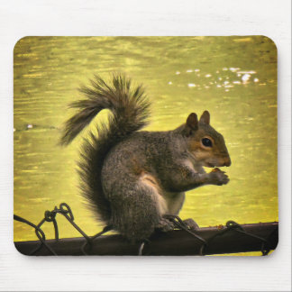 Östliches Grauhörnchen (Sciurus carolinensis) Mousepad