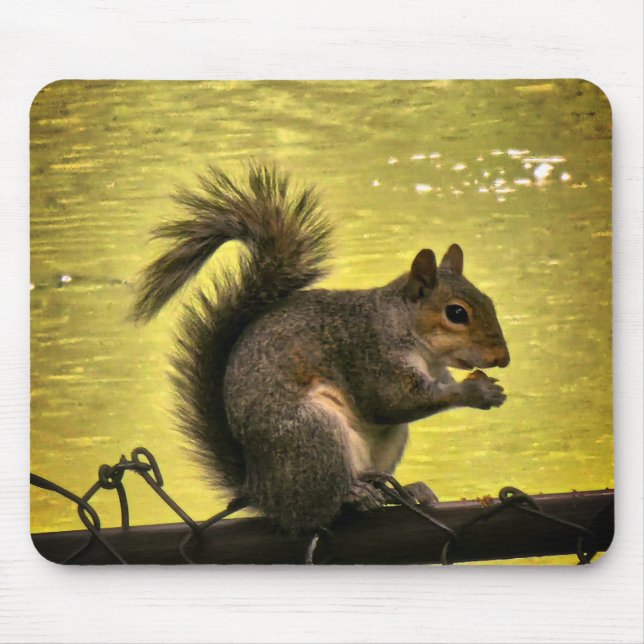 Östliches Grauhörnchen (Sciurus carolinensis)  Mousepad (Vorne)