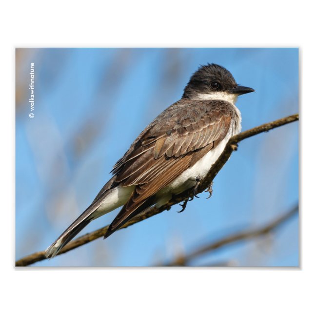 Östliches Kingbird an einer Zweigstelle Fotodruck (Vorne)