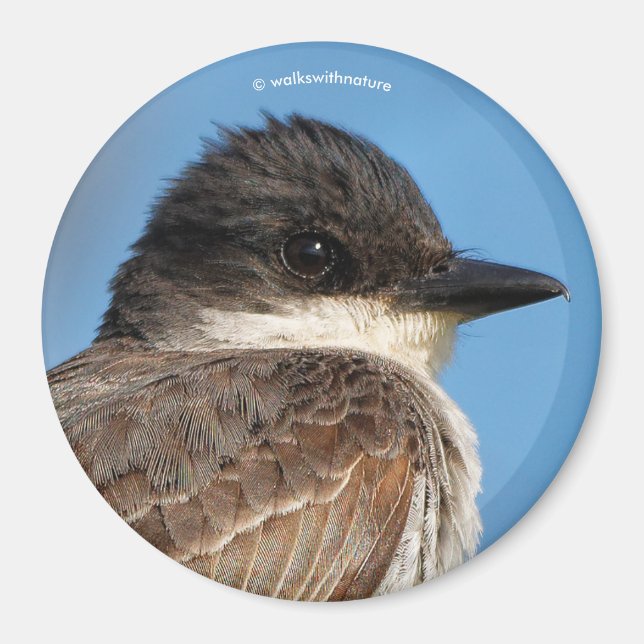 Östliches Kingbird an einer Zweigstelle Magnet (Vorne)