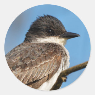 Östliches Kingbird an einer Zweigstelle Runder Aufkleber