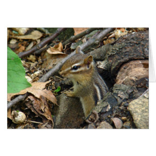 Östliches Streifenhörnchen - Tamias striatus