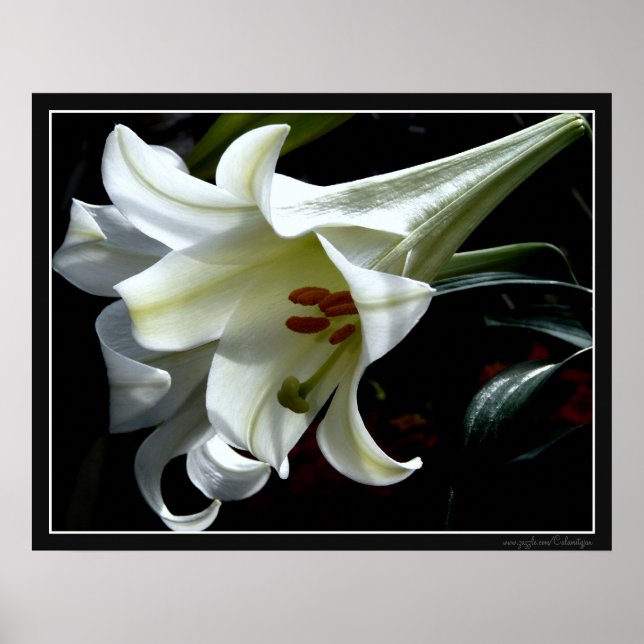 OSTLIEGENDRUCKEN POSTER (Vorne)