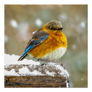 Ostösterliche Blaumeise im Schnee - Originalfotogr Poster