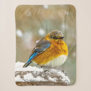 Ostösterliche Blaumeise im Schnee - Originalfotogr Sherpadecke