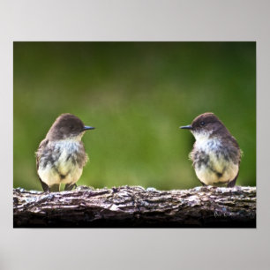OstPhoebe gewordene Vögel Poster