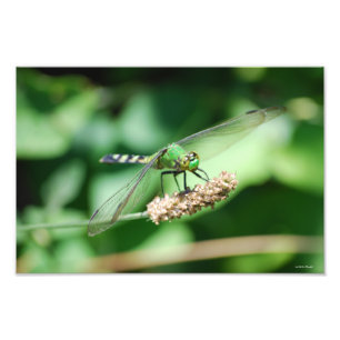 OstPondhawk Libellendruck Fotodruck