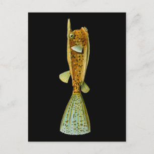 Ostracion cornutus (Boxfish), Haeckel Fine Art Postkarte