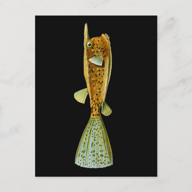 Ostracion cornutus (Boxfish), Haeckel Fine Art Postkarte (Vorderseite)