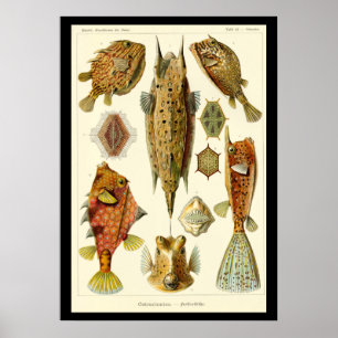 "Ostraciontes" by Ernst Haeckel Poster