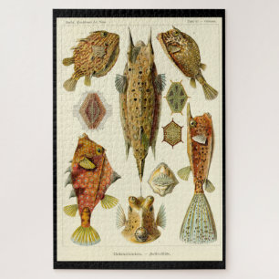 "Ostraciontes" von Ernst Haeckel Puzzle