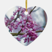 OstRedbud Wildblumen - Cercis canadensis