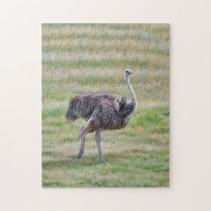 Ostrich Bird Walking in a Meadow Art Puzzle