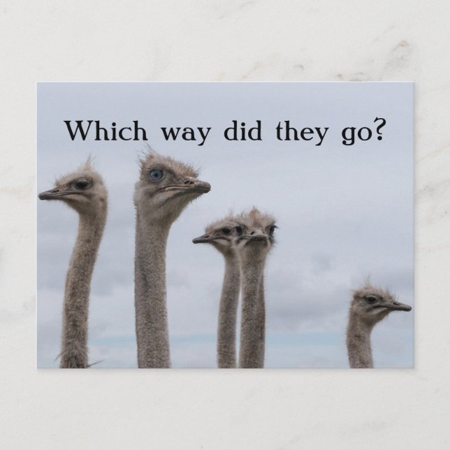 OSTRICH CONFUSION RELOIGNEMENT CARTE POSTALE (Devant)